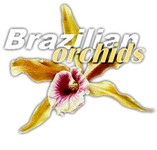 logo Brazilian Orchids