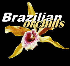Brazilian Orchids logo