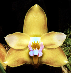 Bifrenaria calcarata