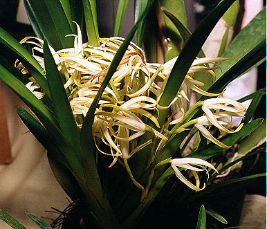 Maxillaria ochroleuca