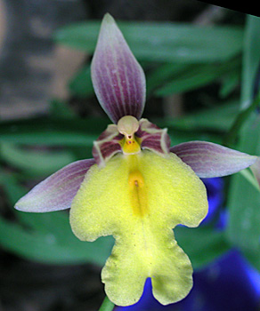 Mexicoa ghiesbrechtiana 