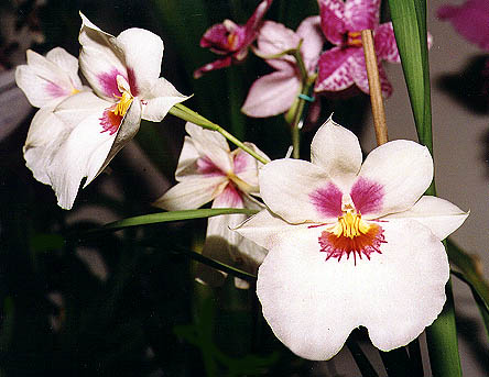 Miltoniopsis phalaenopsis