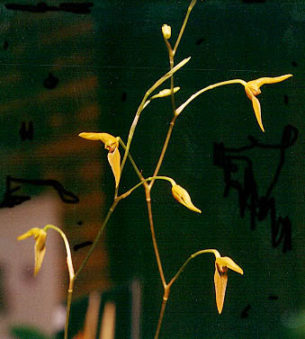 Pleurothallis arcuata