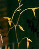 photo/foto