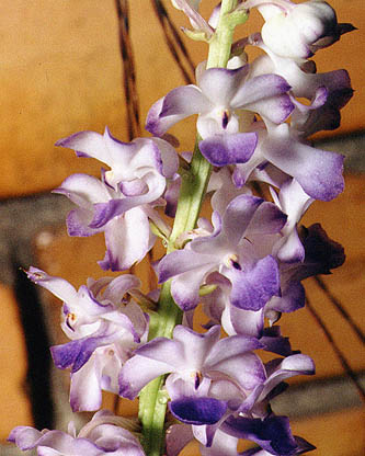 Rhynchostylis coelestis