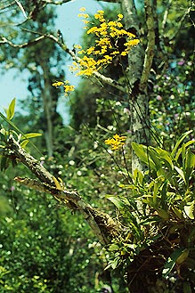 O. flexuosum - Arquivo Carlos Eduardo